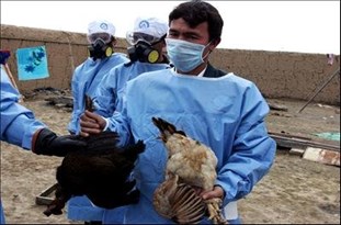 مدیرکل دامپزشکی مازندران مطرح کرد/ نگرانی از شیوع مجدد آنفلوآنزا فوق‌حاد پرندگان در مازندران
