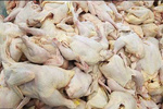 معاون سازمان صنعت و معدن مازندران: گوشت قرمز و مرغ به اندازه کافی در استان ذخیره شده