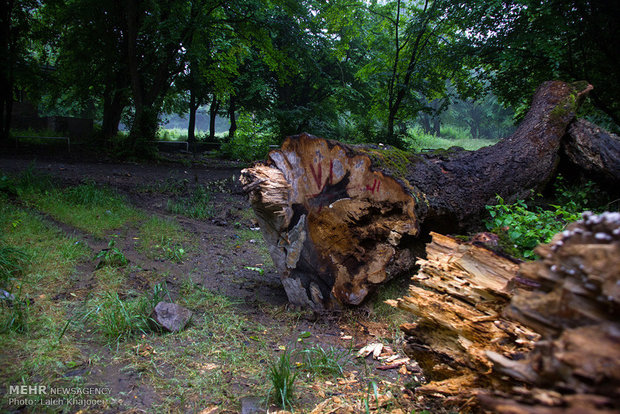 فرمانده انتظامی سوادکوه شمالی خبر داد:کشف ۹ تن انواع چوب آلات جنگلی قاچاق در سوادکوه شمالی
