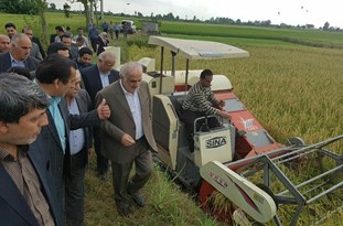 نخستین برداشت مکانیزه برنج در مازندران