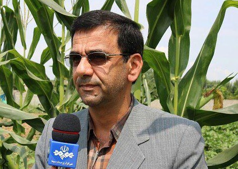 رئیس جهاد کشاورزی شهرستان سیمرغ:کشت کلزا یکی از بنیادی‌ترین برنامه وزارت جهاد کشاورزی