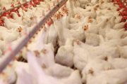 رئیس سازمان دامپزشکی کشور عنوان کرد:صادرات گوشت مرغ ایران به کشور روسیه به مرحله نهایی رسید