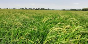 بی تدبیری تعاونی روستایی مازندران / بذر شیرودی به جای بذر طارم به کام شالیکاران