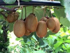 مدیر جهاد کشاورزی قائمشهر خبر داد: تولید ۳۲۰ میلیاردی کیوی در قائم شهر