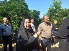 سرپرست مدیریت جهاد کشاورزی شهرستان جویبار: عزم جدی دولت در مبارزه با آفت مگس مدیترانه ای