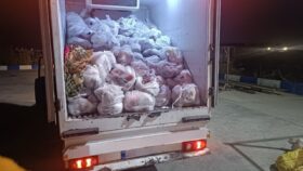 عملیات مشترک دامپزشکی و پلیس؛ ضبط ۳٫۲ تن گوشت فاسد در مازندران